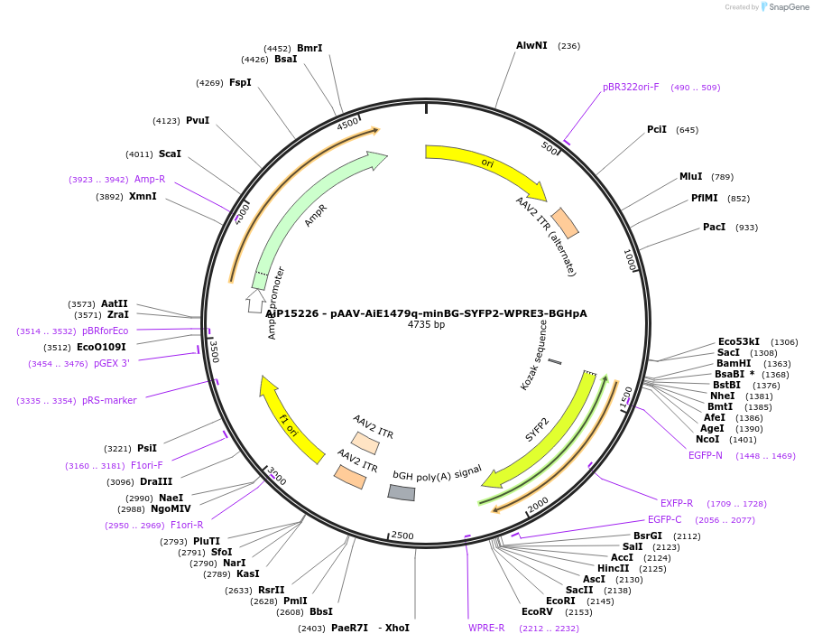 243234-plasmid-map-sequence-id-525581