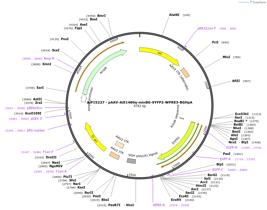 243235-plasmid-map-sequence-id-525582