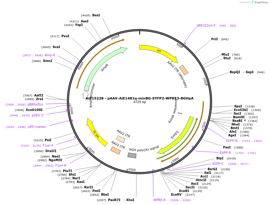 243236-plasmid-map-sequence-id-525583