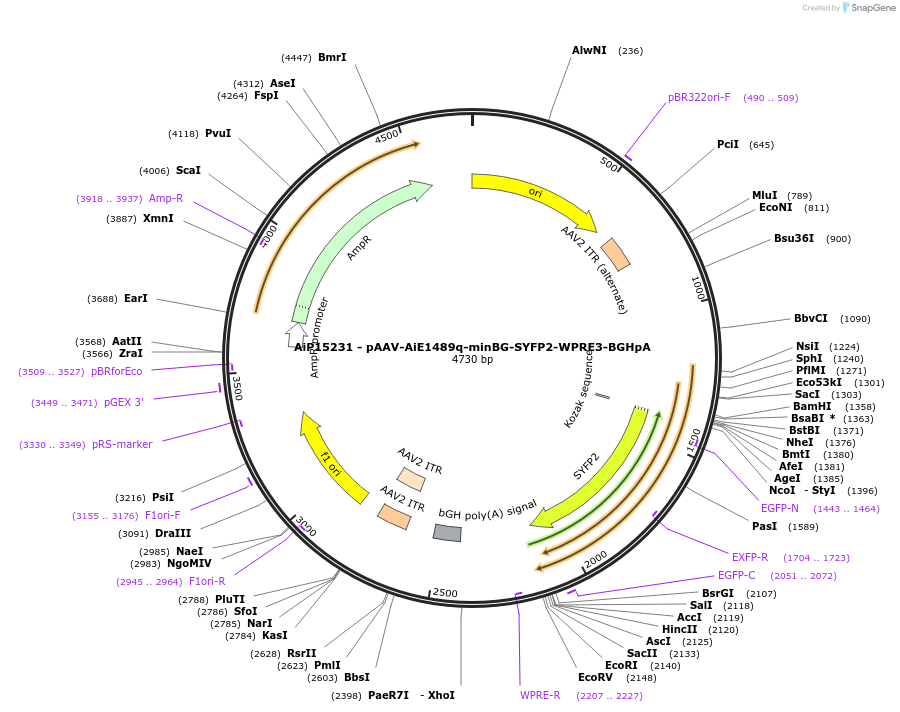 243237-plasmid-map-sequence-id-525584