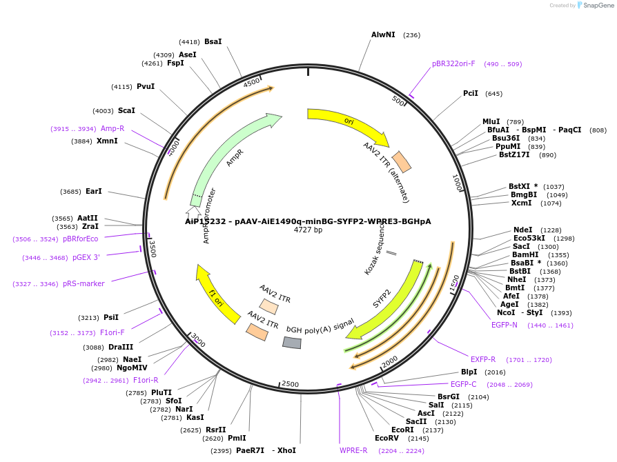 243238-plasmid-map-sequence-id-525585