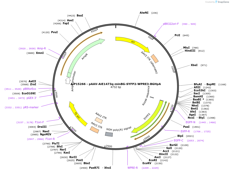 243239-plasmid-map-sequence-id-525586
