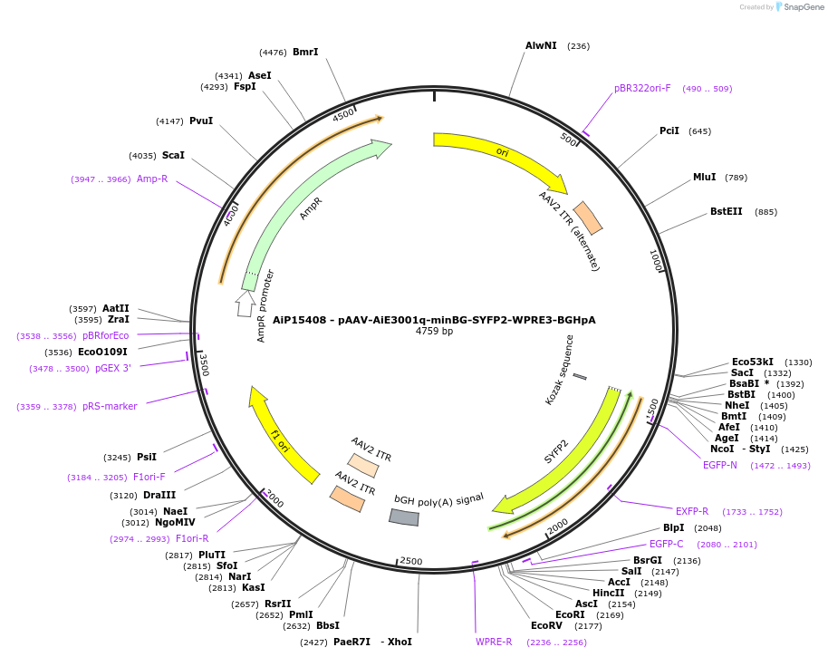 243241-plasmid-map-sequence-id-525588