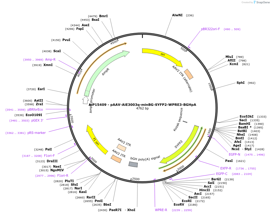 243242-plasmid-map-sequence-id-525589