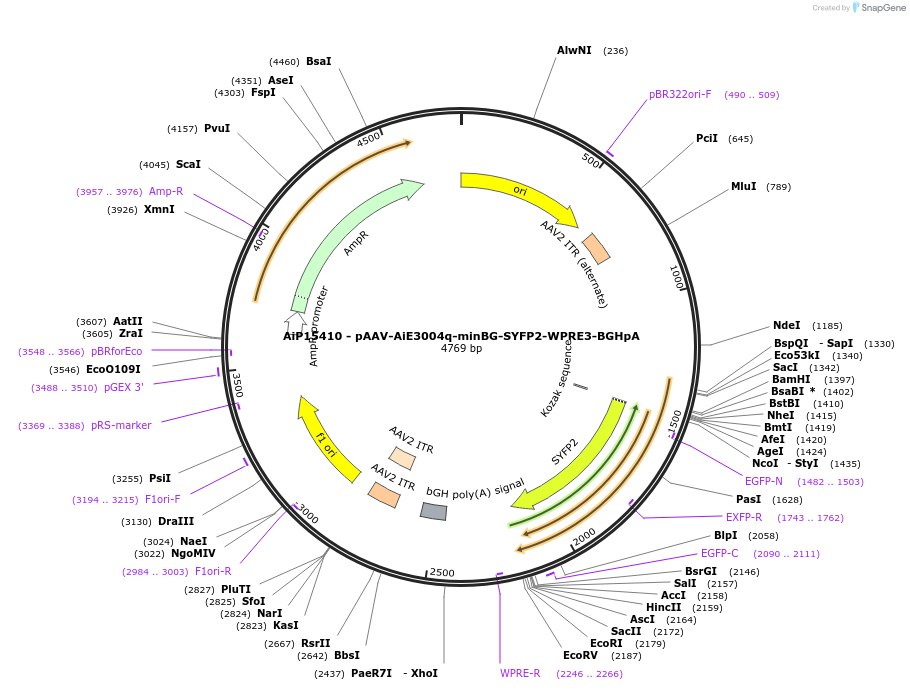 243243-plasmid-map-sequence-id-525590