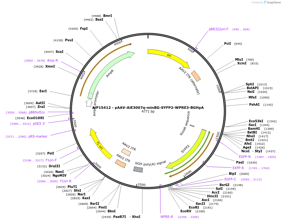 243244-plasmid-map-sequence-id-525591
