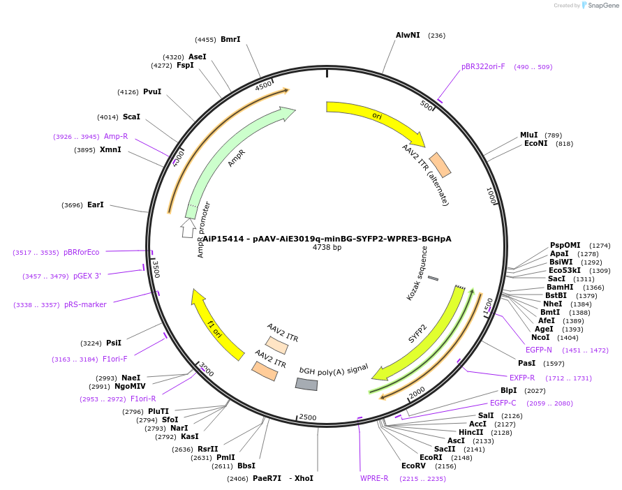243246-plasmid-map-sequence-id-525593