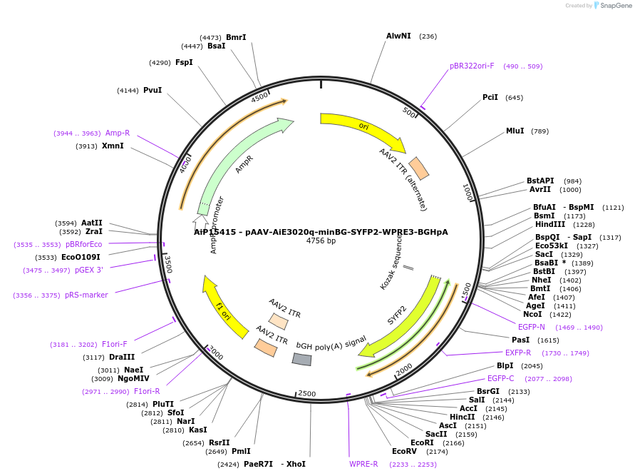 243247-plasmid-map-sequence-id-525594