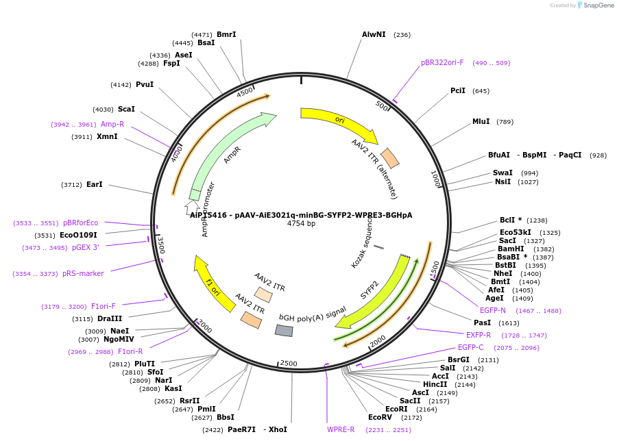 243248-plasmid-map-sequence-id-525595