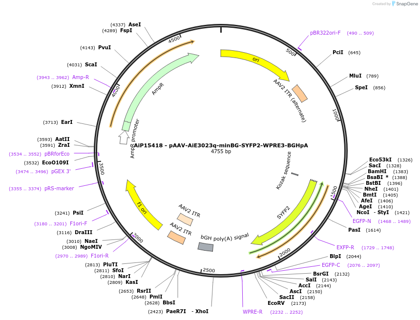 243249-plasmid-map-sequence-id-525596