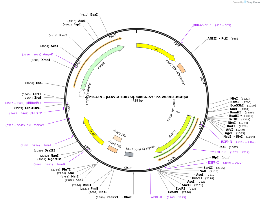 243250-plasmid-map-sequence-id-525597