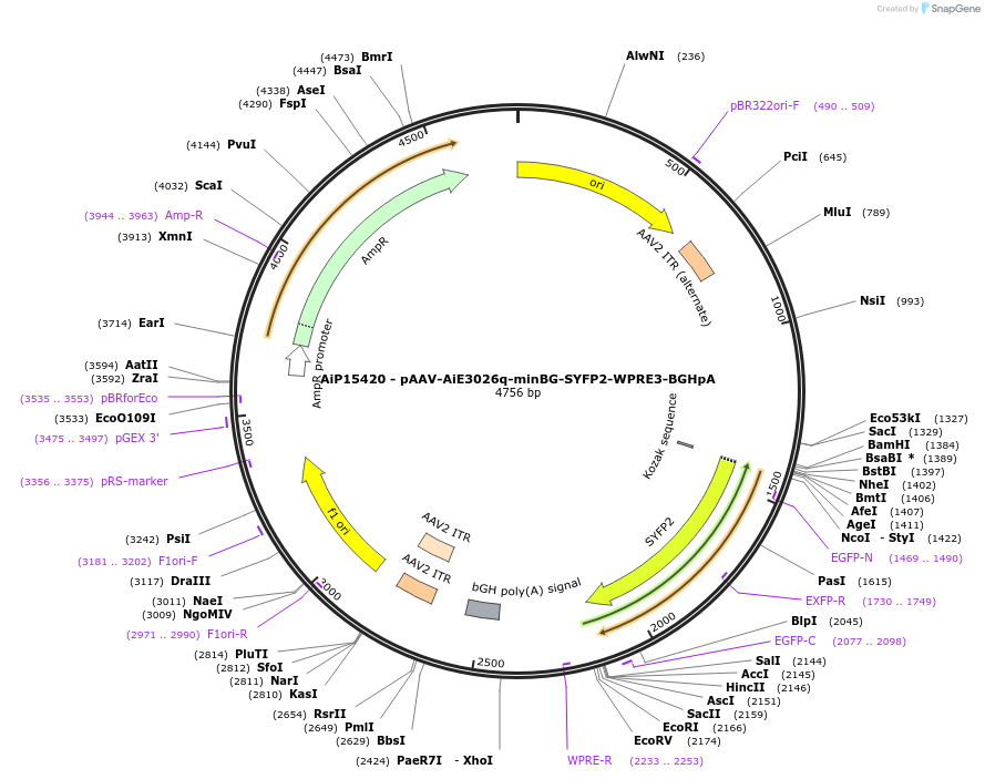 243251-plasmid-map-sequence-id-525598