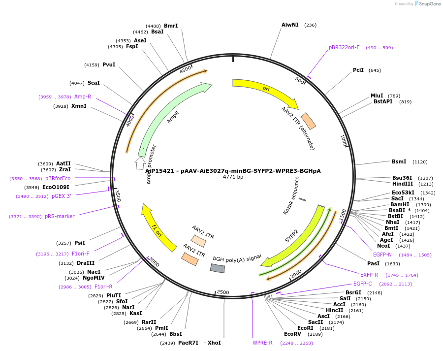 243252-plasmid-map-sequence-id-525599