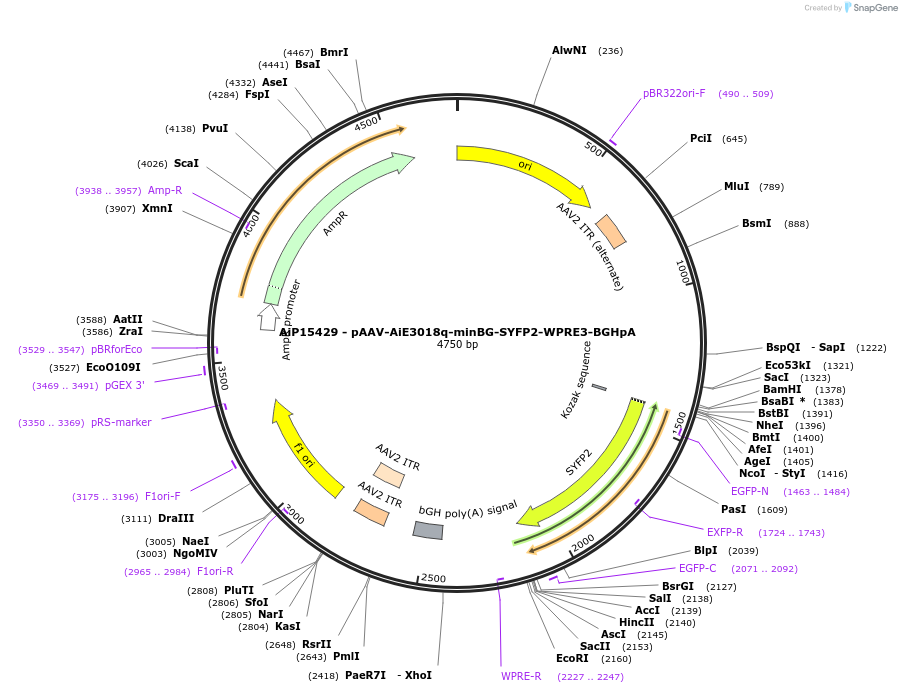 243253-plasmid-map-sequence-id-525600
