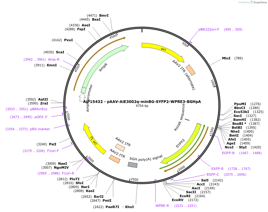 243255-plasmid-map-sequence-id-525602