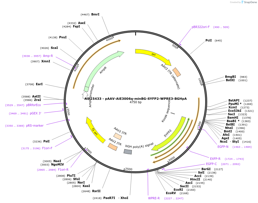 243256-plasmid-map-sequence-id-525603