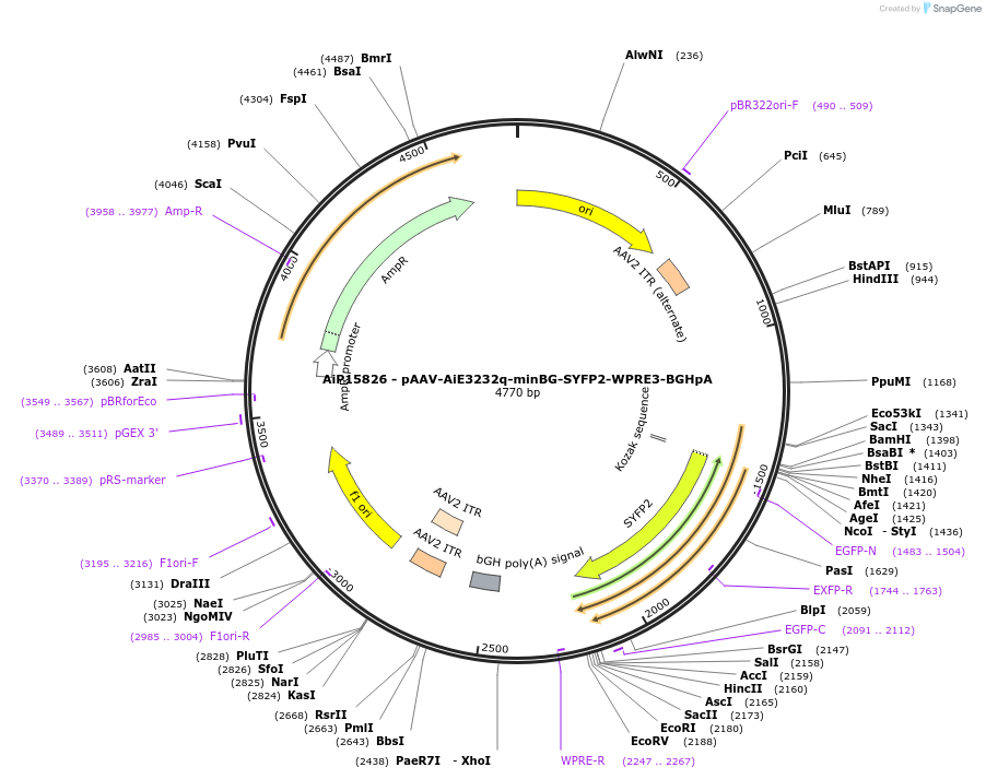 243303-plasmid-map-sequence-id-525604