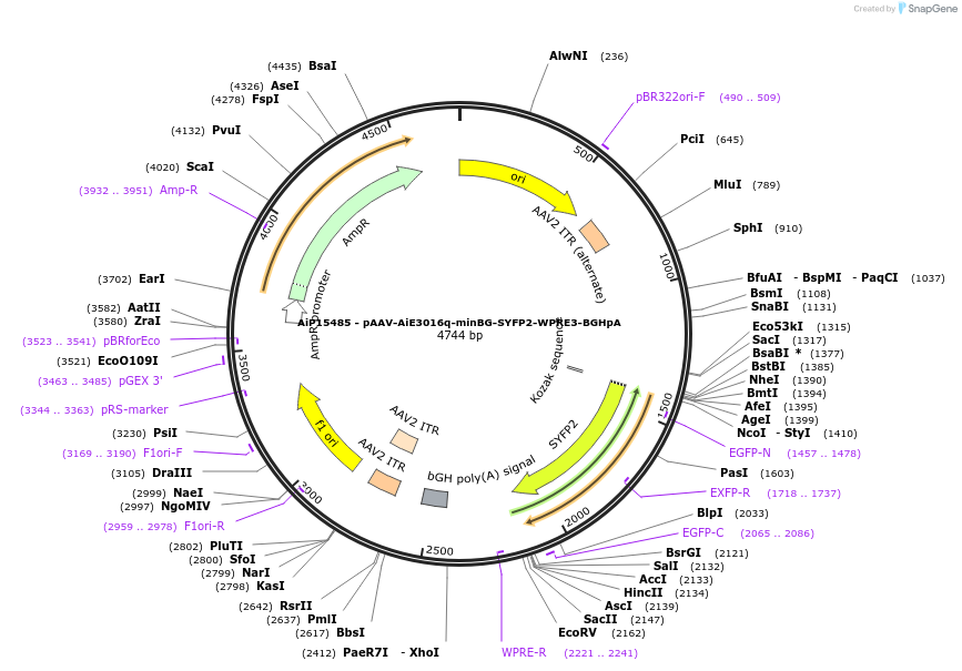 243259-plasmid-map-sequence-id-525605