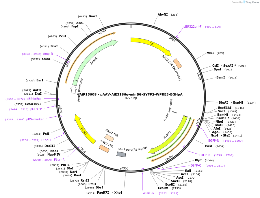 243260-plasmid-map-sequence-id-525606