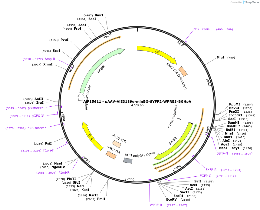 243261-plasmid-map-sequence-id-525607