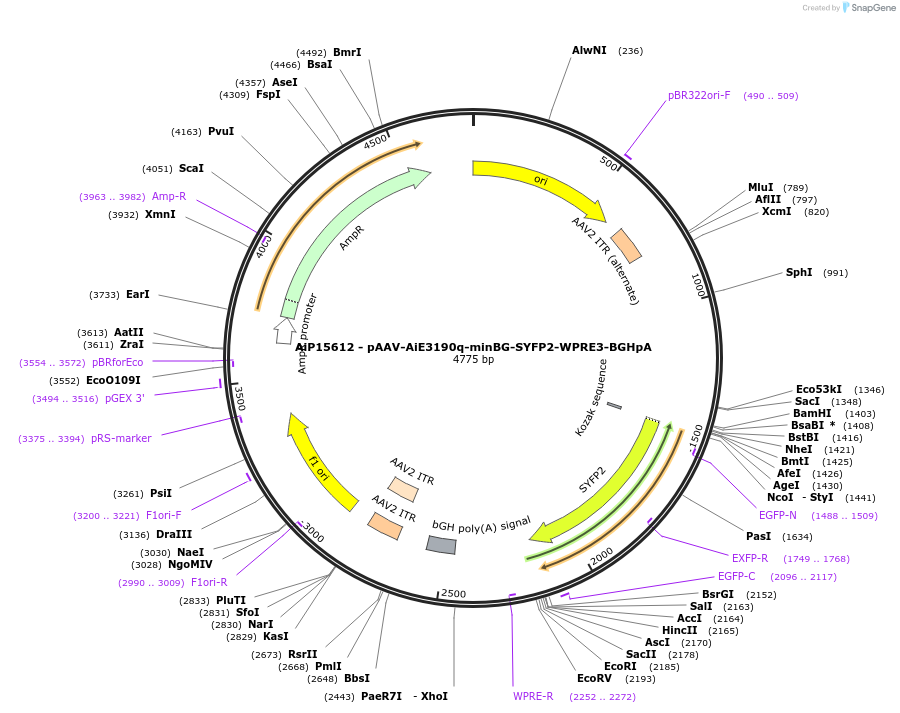 243262-plasmid-map-sequence-id-525608