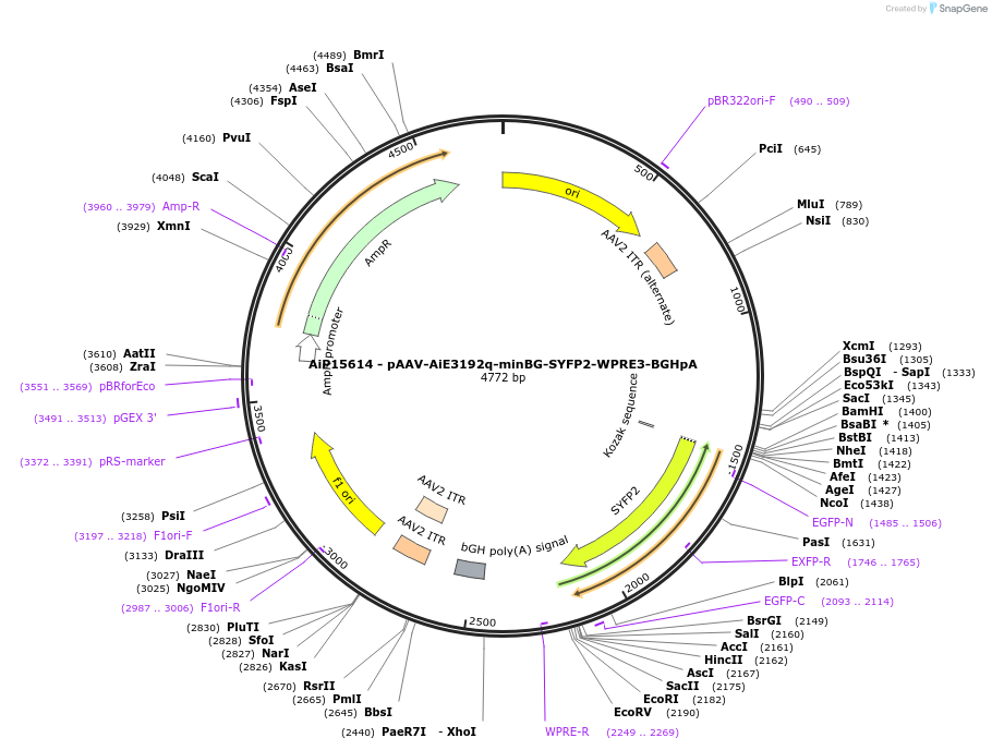 243263-plasmid-map-sequence-id-525609