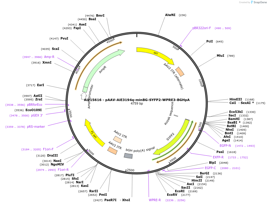 243264-plasmid-map-sequence-id-525610