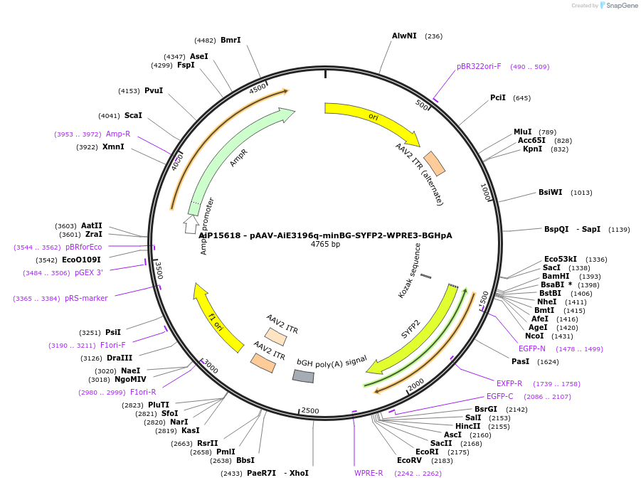 243266-plasmid-map-sequence-id-525611