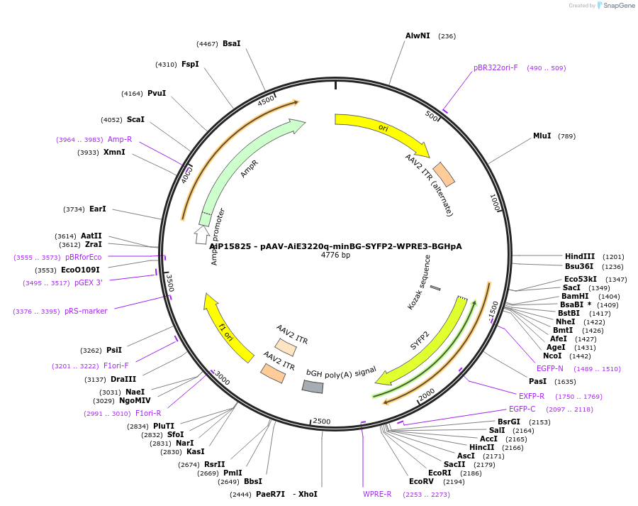 243302-plasmid-map-sequence-id-525614