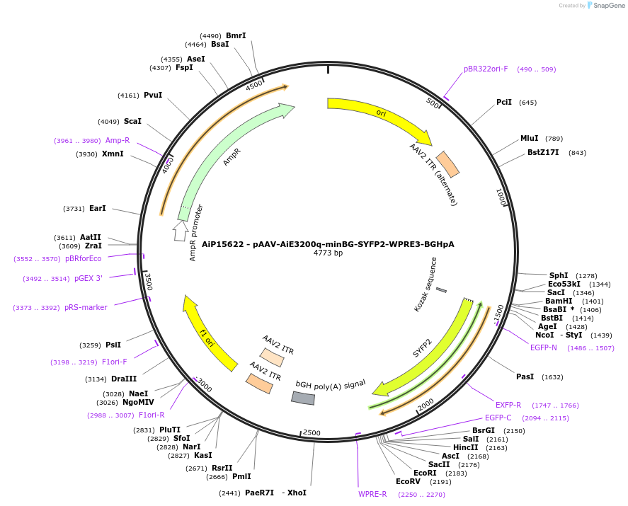 243270-plasmid-map-sequence-id-525615
