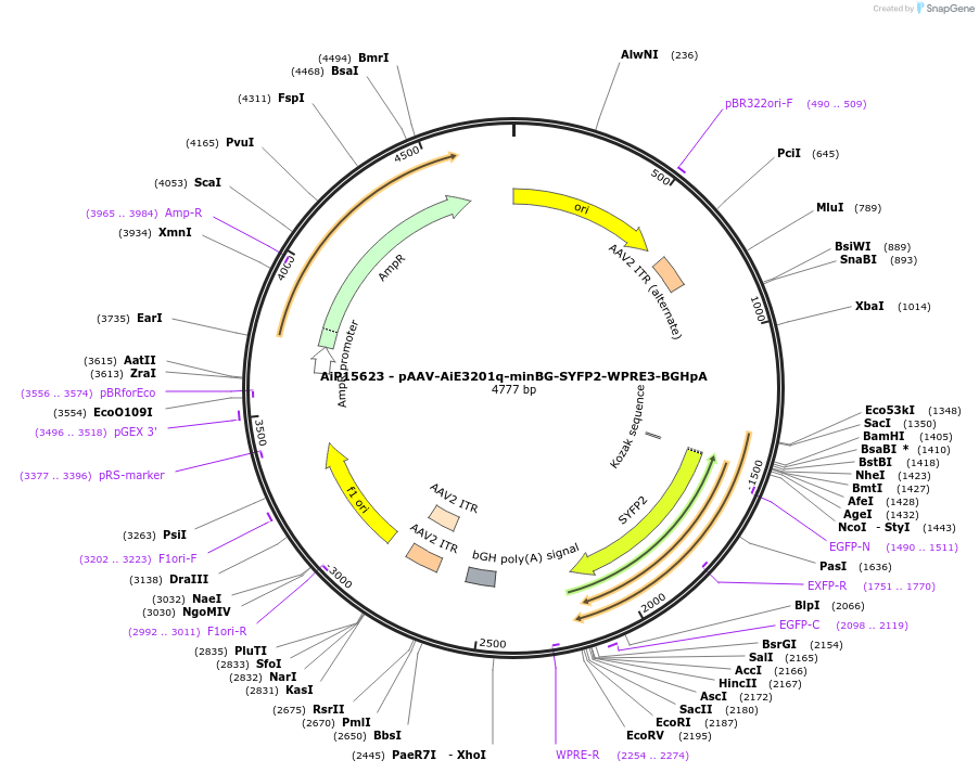 243271-plasmid-map-sequence-id-525616