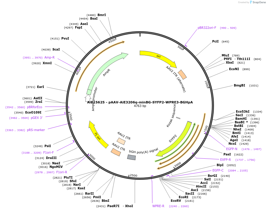 243272-plasmid-map-sequence-id-525617