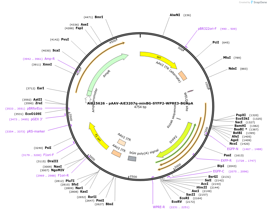243273-plasmid-map-sequence-id-525618
