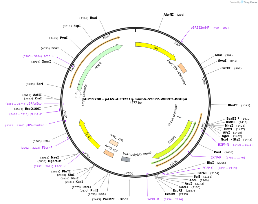 243301-plasmid-map-sequence-id-525619