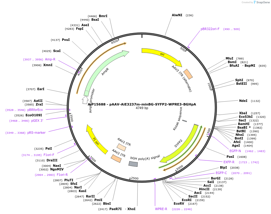 243276-plasmid-map-sequence-id-525621