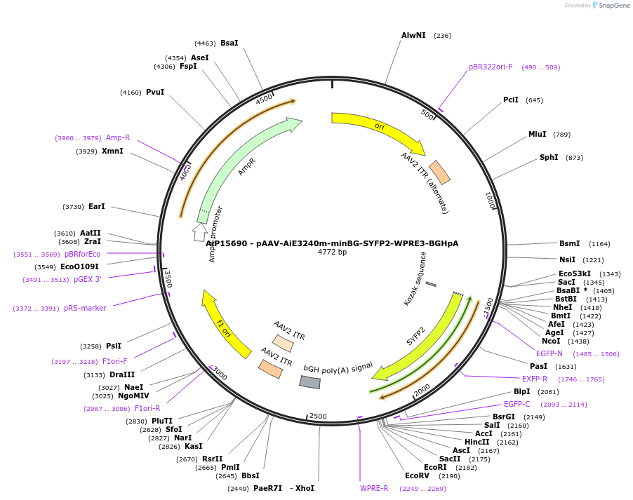243277-plasmid-map-sequence-id-525622