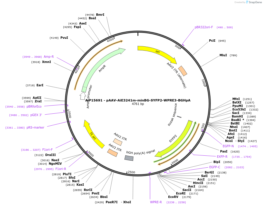 243278-plasmid-map-sequence-id-525623
