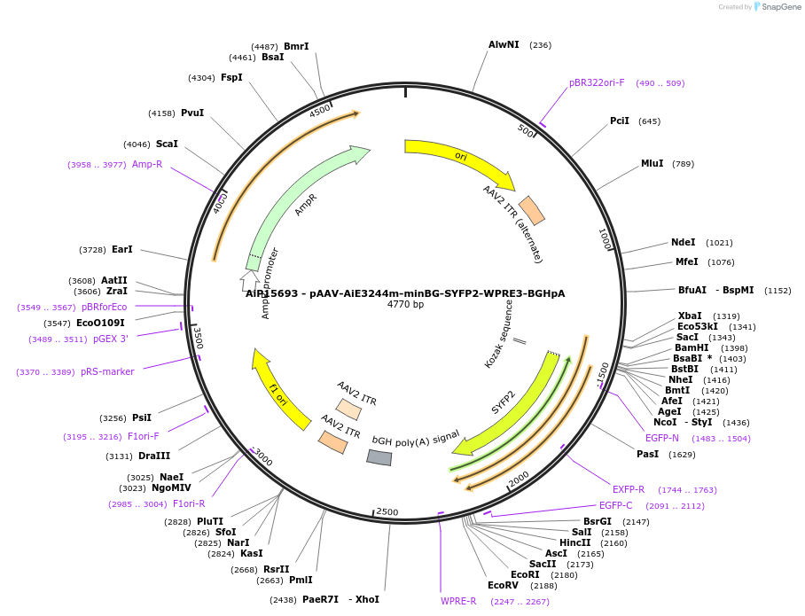 243279-plasmid-map-sequence-id-525624
