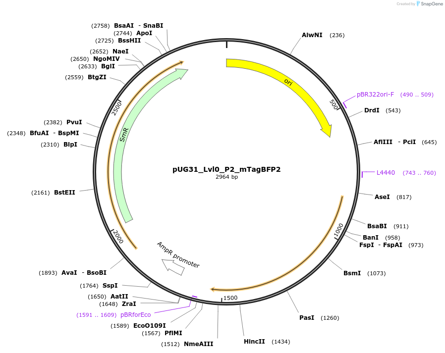 261006-plasmid-map-sequence-id-525652