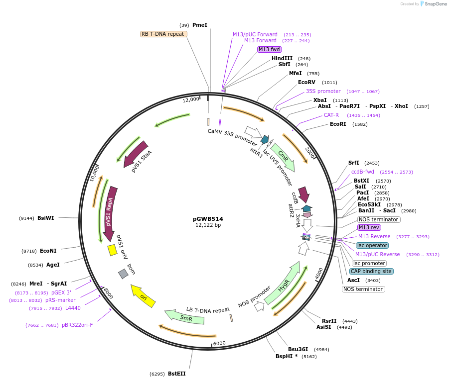 74856-plasmid-map-sequence-id-525745