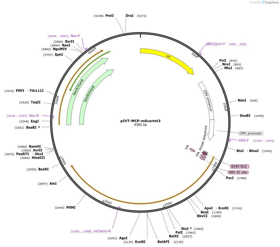 256139-plasmid-map-sequence-id-525796