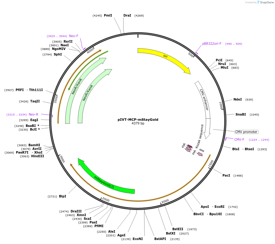 256140-plasmid-map-sequence-id-525798