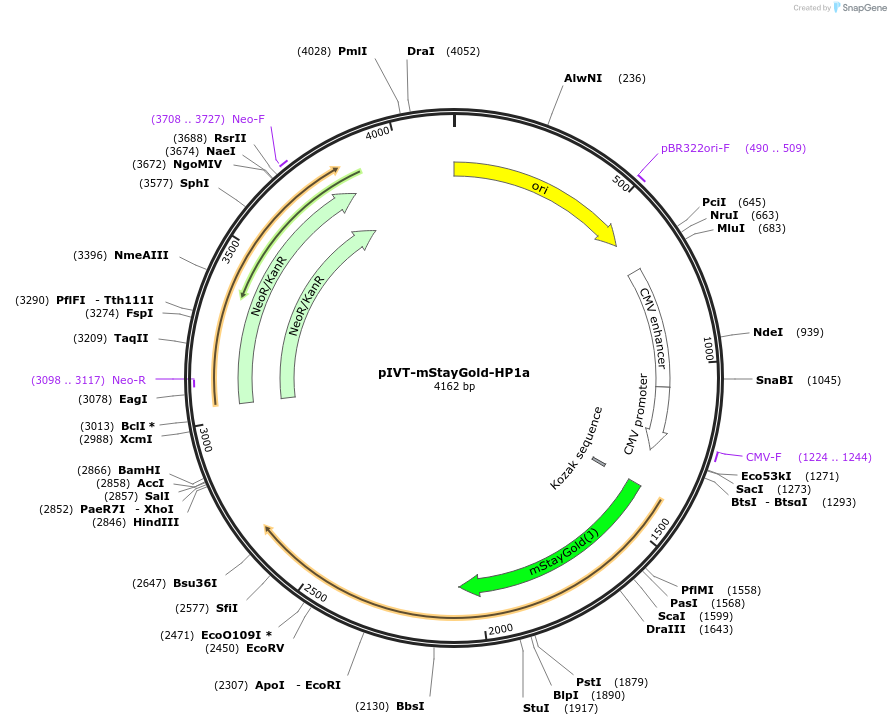 256144-plasmid-map-sequence-id-525801