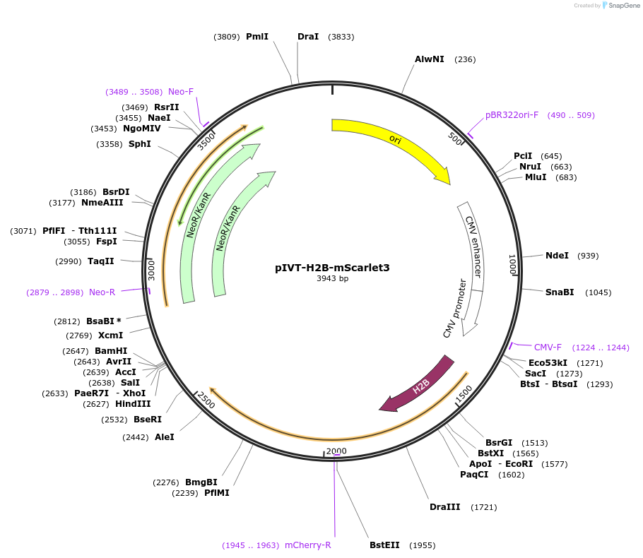 256150-plasmid-map-sequence-id-525806