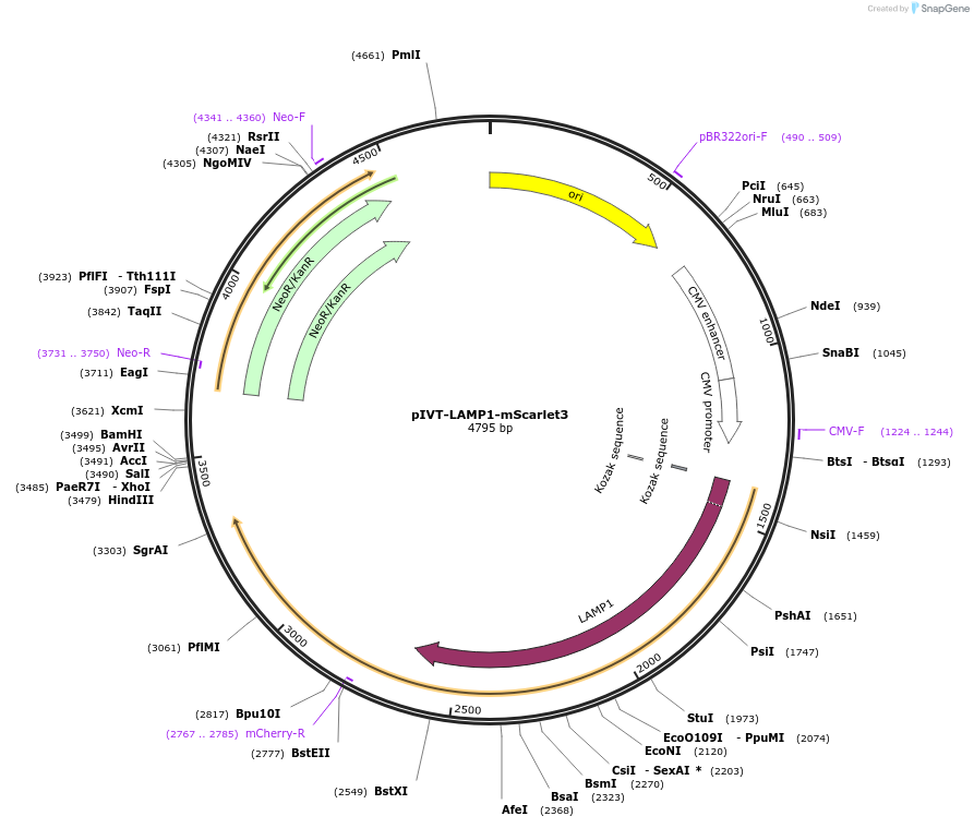 256152-plasmid-map-sequence-id-525808