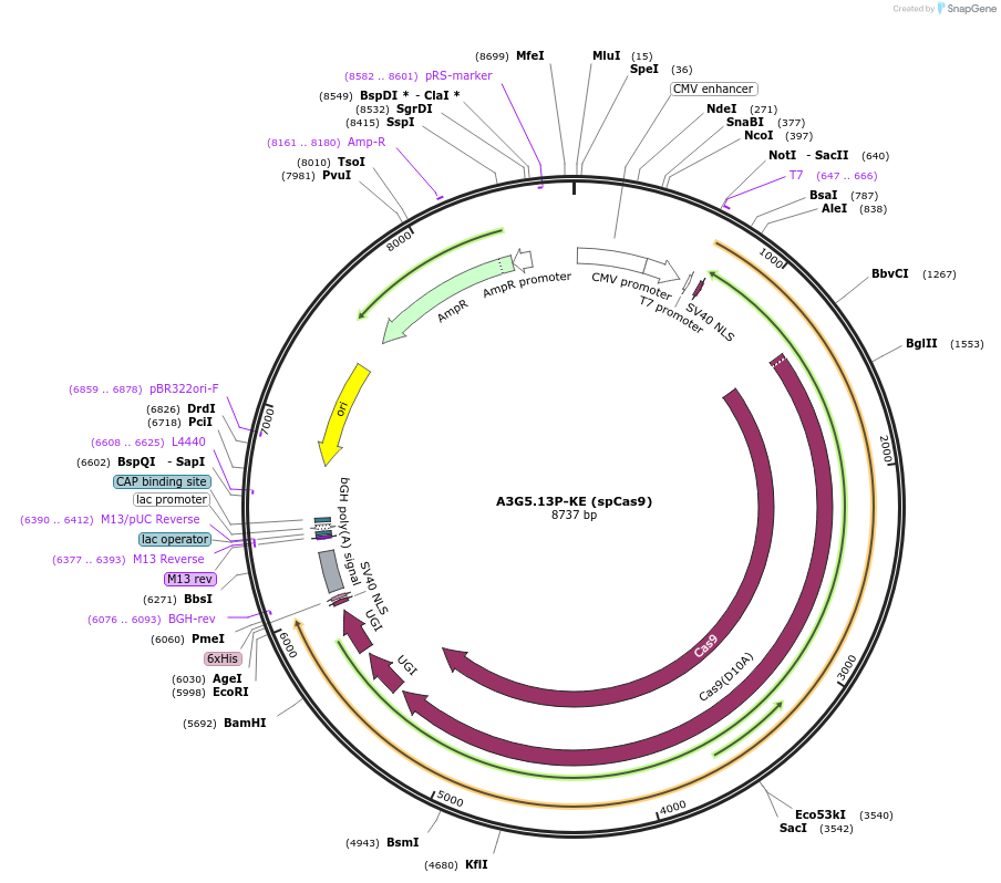 263232-plasmid-map-sequence-id-525838