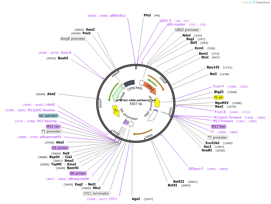 40599-plasmid-map-sequence-id-52600