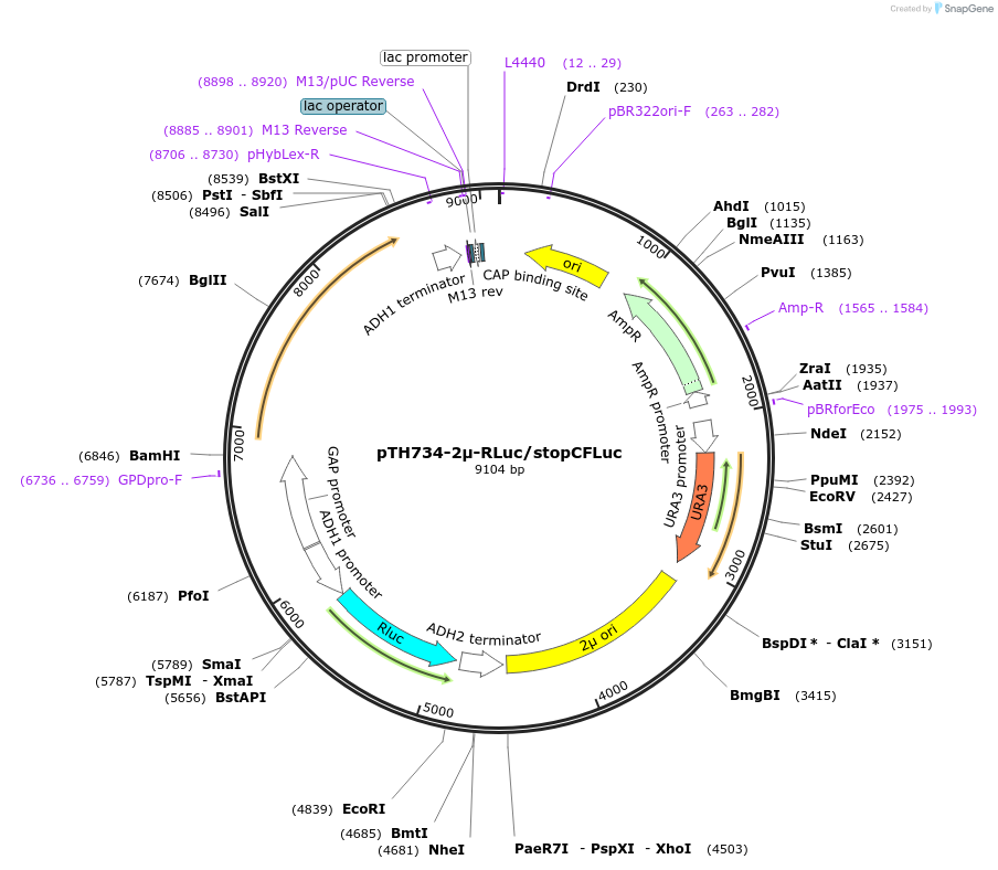 40609-plasmid-map-sequence-id-52671