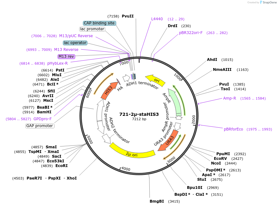 40611-plasmid-map-sequence-id-52689