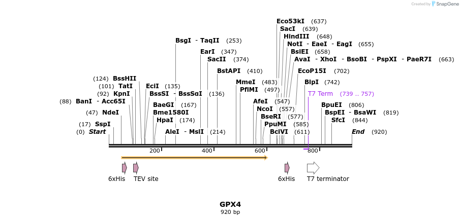 52706_map